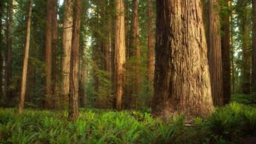 !!! RedWood Forest Sniper OneShot !!!